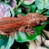 red gargoyle gecko
