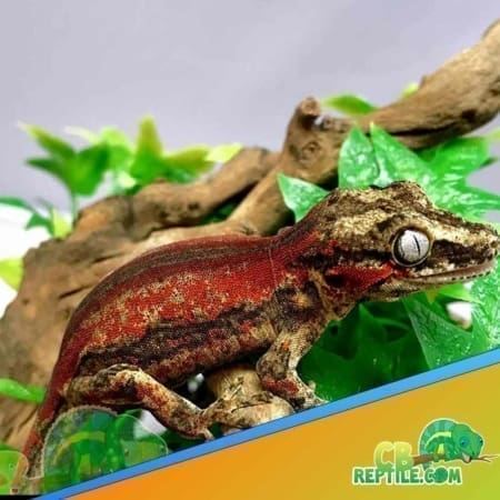 red stripe gargoyle gecko