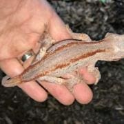 red stripe gargoyle gecko red striped gargoyle gecko for sale
