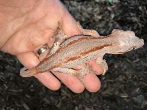 red striped gargoyle gecko for sale