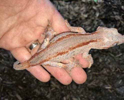 red striped gargoyle gecko for sale