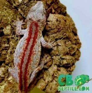 red striped gargoyle gecko