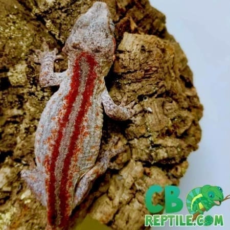 red striped gargoyle gecko
