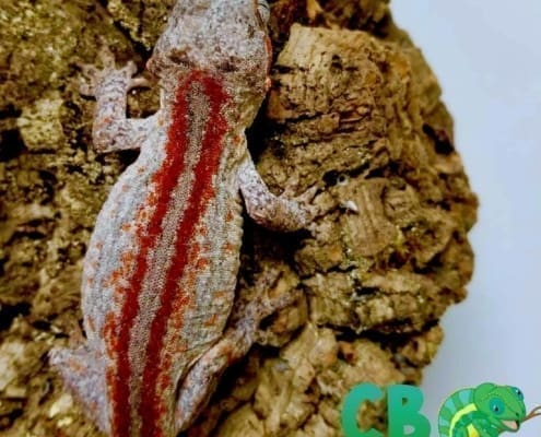 red striped gargoyle gecko