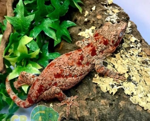 red super blotch gargoyle gecko