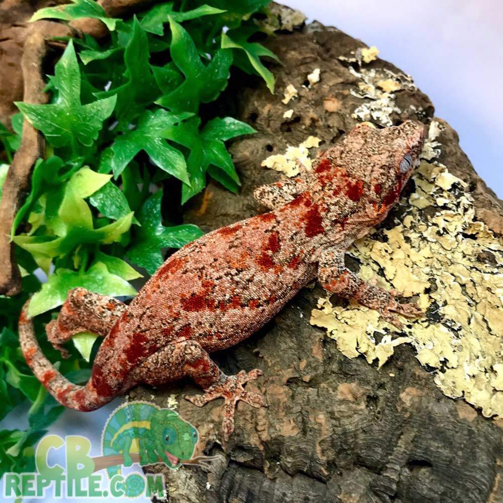 red super blotch gargoyle gecko