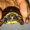 red foot tortoise for sale