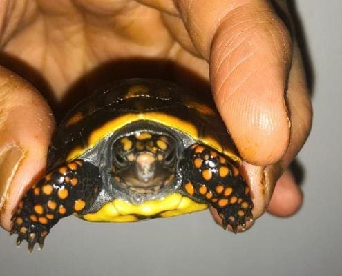 red foot tortoise for sale