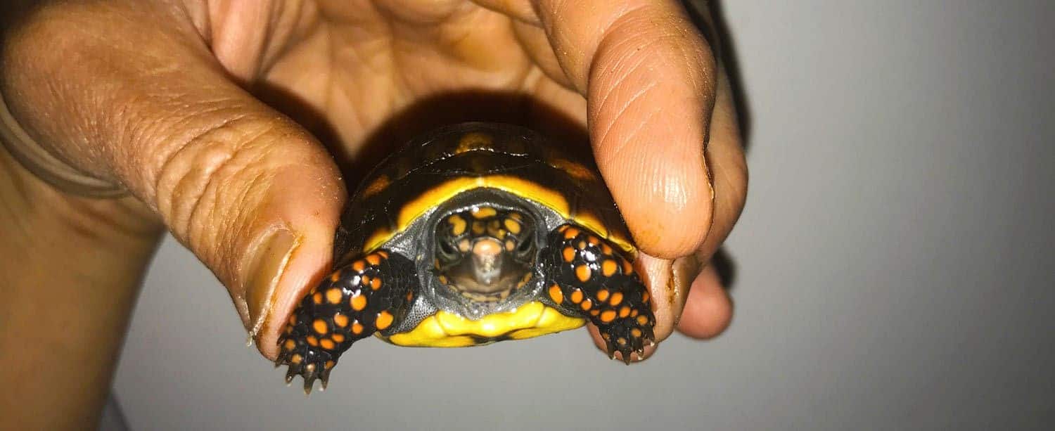 Red Foot Tortoise For Sale Baby Red Footed Tortoises For Sale