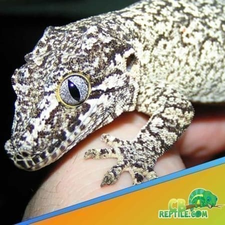 reticulated gargoyle gecko