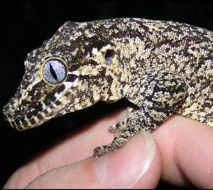 reticulated gargoyle gecko for sale