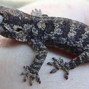 reticulated gargoyle gecko