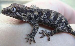 reticulated gargoyle gecko