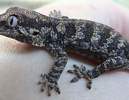 reticulated gargoyle gecko