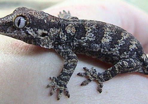 reticulated gargoyle gecko