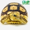 Spurred tortoise for sale