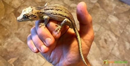 striped gargoyle gecko