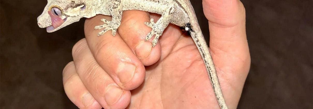 striped gargoyle gecko for sale