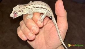 striped gargoyle gecko for sale