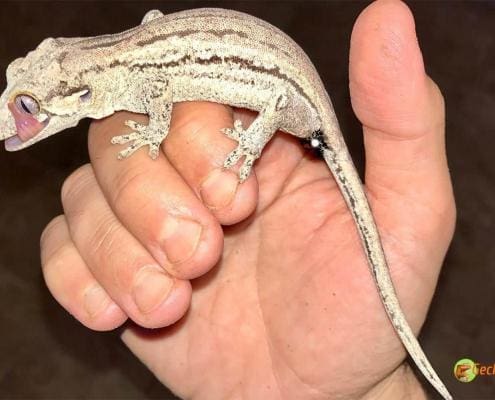 striped gargoyle gecko for sale