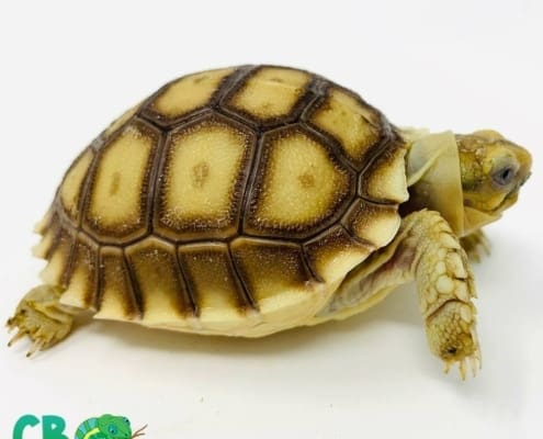Sulcata for sale