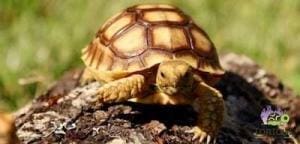 sulcata tortoise breeders