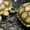 Sulcata tortoise for sale