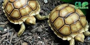 Sulcata tortoise for sale