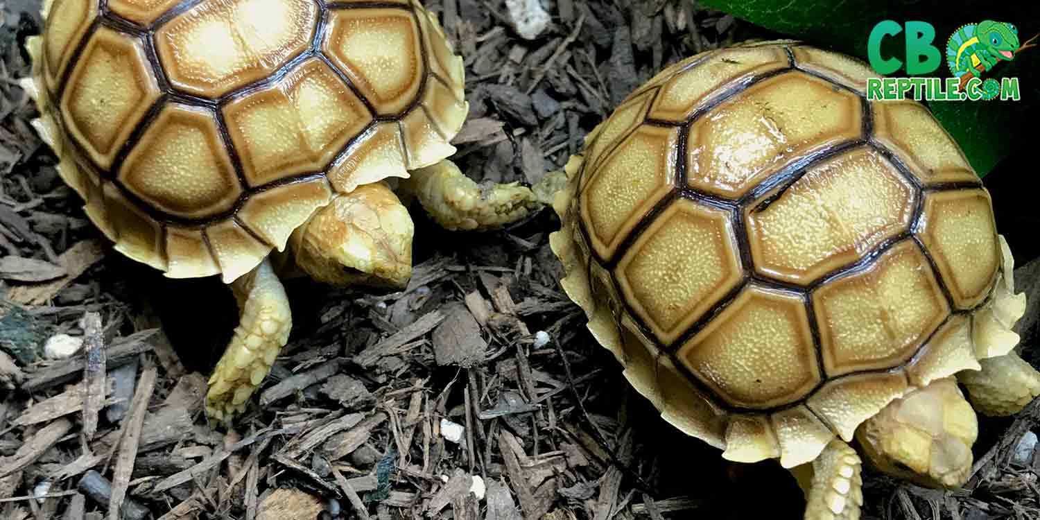 Sulcata tortoise for sale