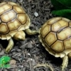 Sulcata tortoises for sale