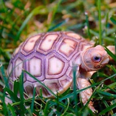 sulcata tortoises for sale