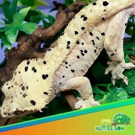 super dalmatian crested gecko