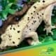 super dalmatian crested gecko