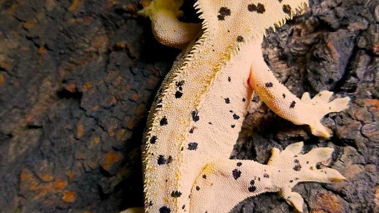 super dalmatian crested gecko