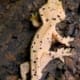 super dalmatian crested gecko