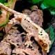 dalmatian crested gecko for sale