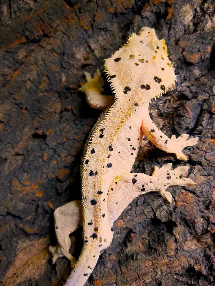 super dalmatian crested gecko