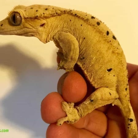 super dalmatian crested gecko