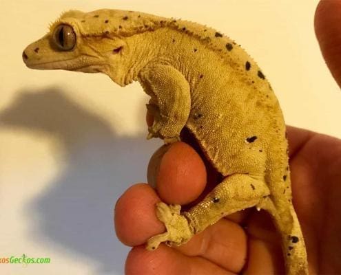 super dalmatian crested gecko