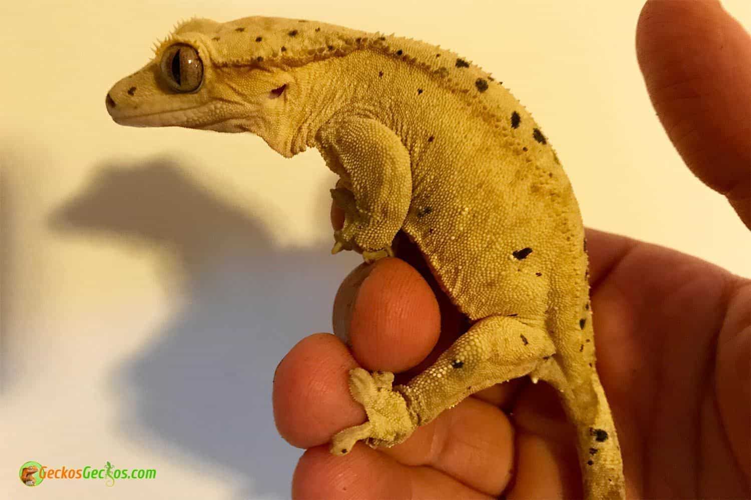 super dalmation crested gecko for sale