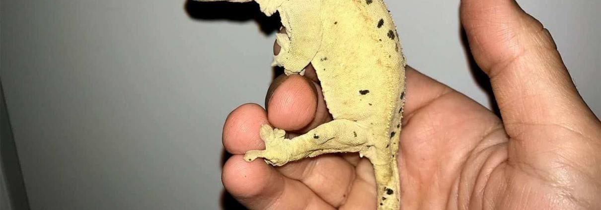 super dalmatian crested gecko