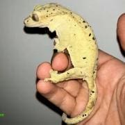 super dalmatian crested geckos for sale near me super dalmatian crested gecko