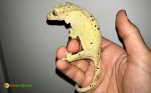 super dalmatian crested gecko