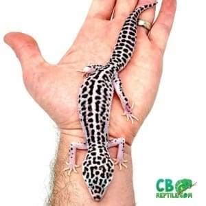 super snow leopard gecko