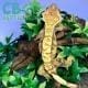 tiger pinstripe crested gecko for sale