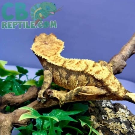 crested gecko for sale