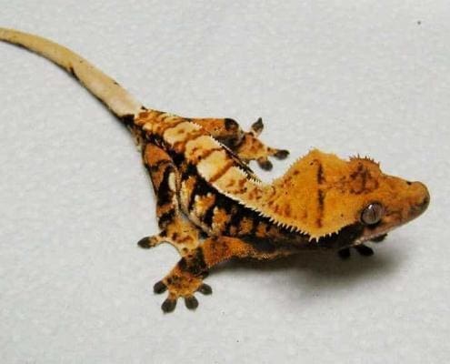 Tiger PinStripe crested gecko