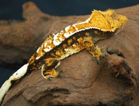 tri color crested gecko