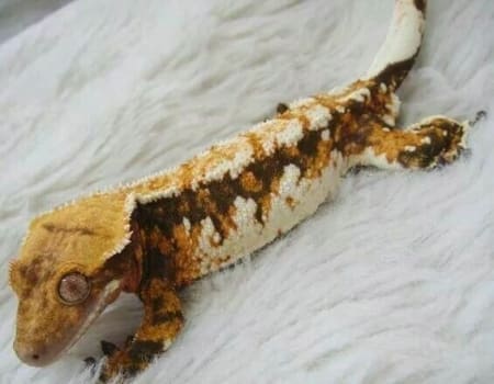 tri colored crested gecko