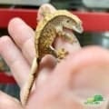 tri colored crested gecko for sale